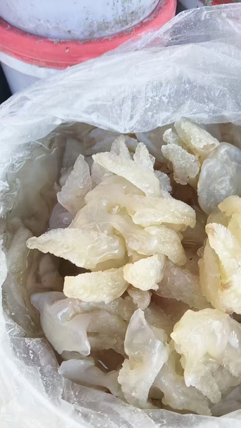 精品海蜇头墨西哥菊花头一点红八爪头特大印尼头