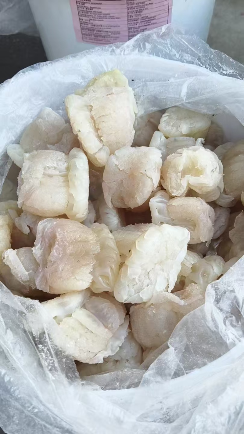 精品海蜇头墨西哥菊花头一点红八爪头特大印尼头