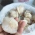 精品海蜇头墨西哥菊花头一点红八爪头特大印尼头