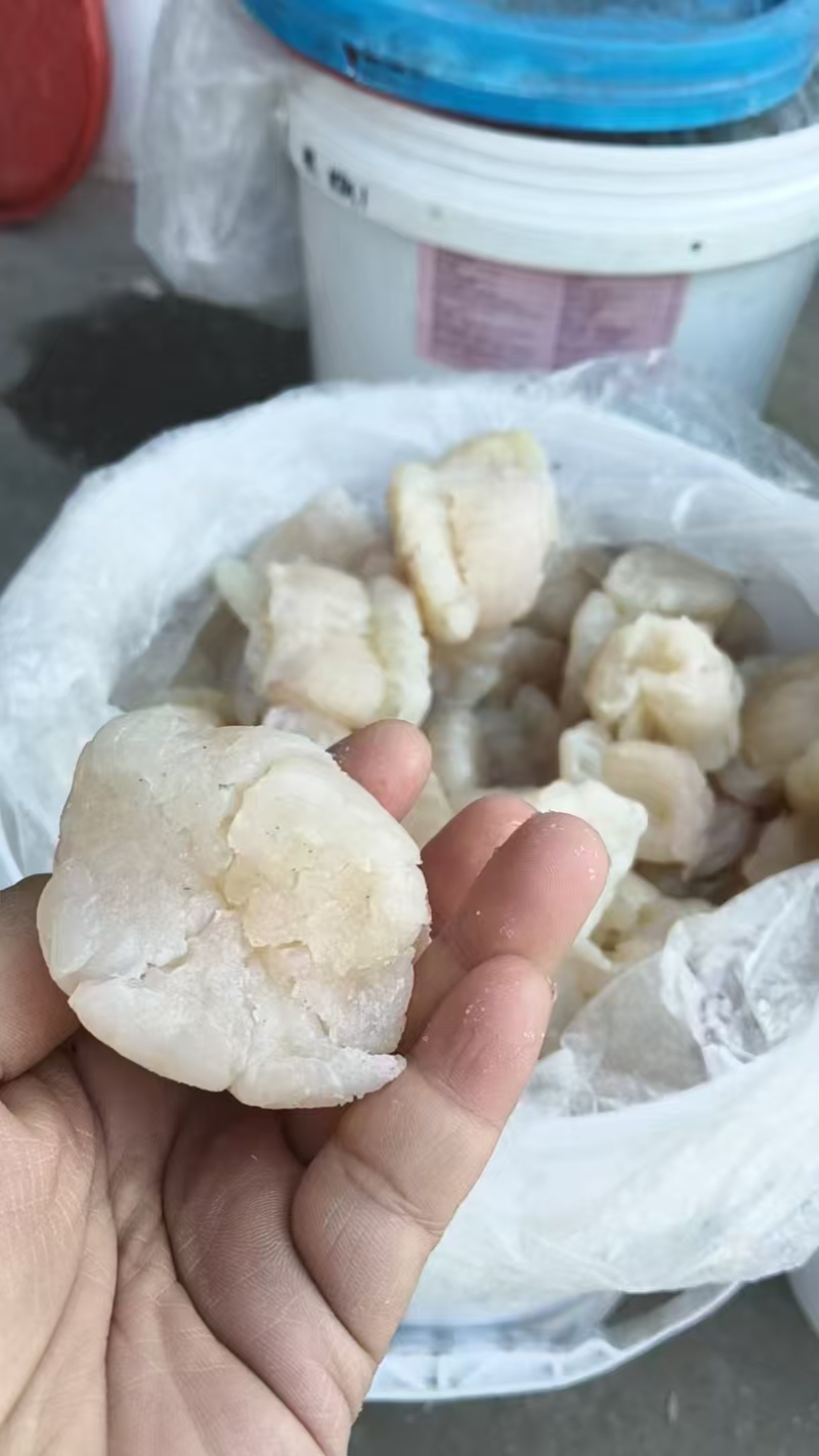 精品海蜇头墨西哥菊花头一点红八爪头特大印尼头