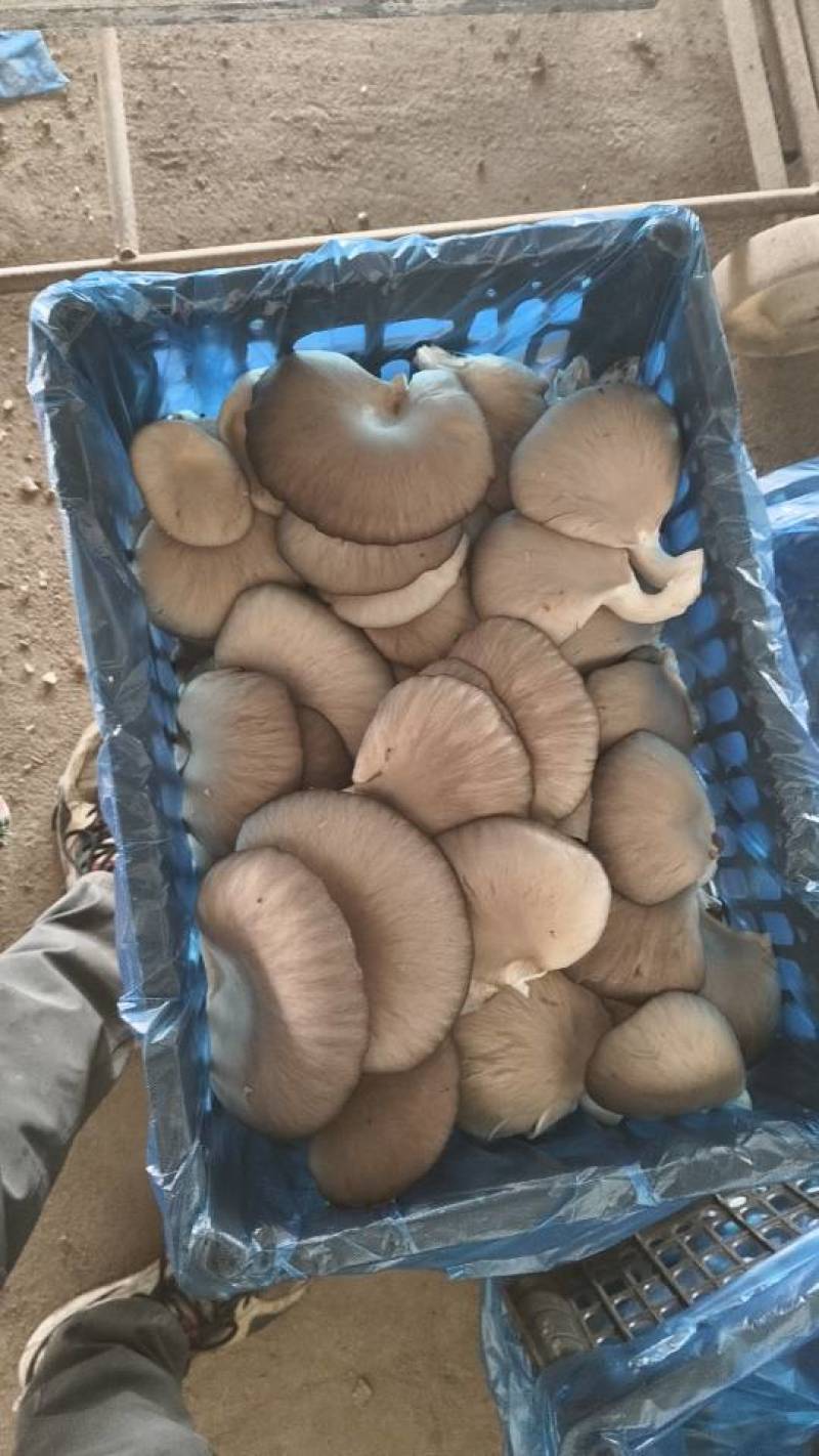 精品无根单叶鲜蘑