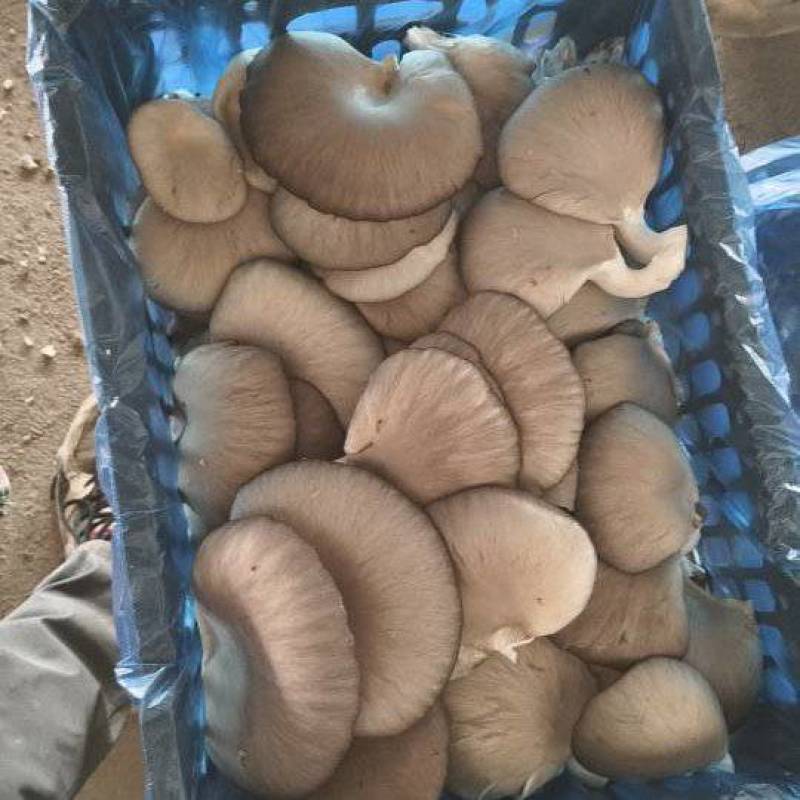 精品无根单叶鲜蘑