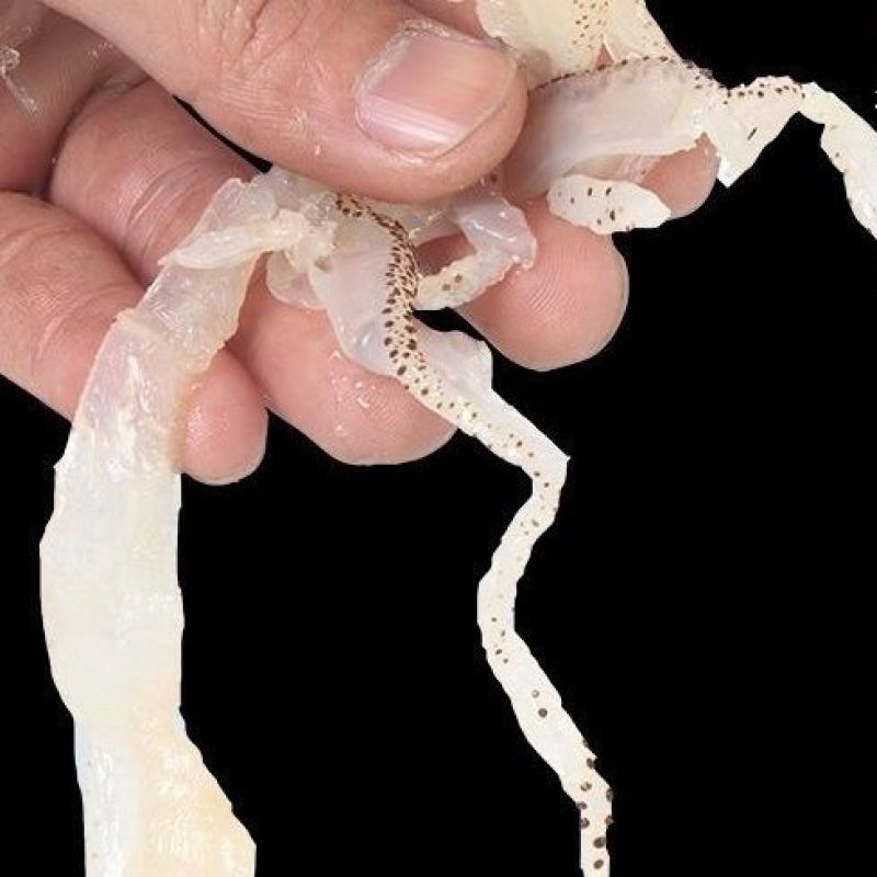 精品珊瑚海蜇丝原产地一手货源大量供应可视频看货欢迎来