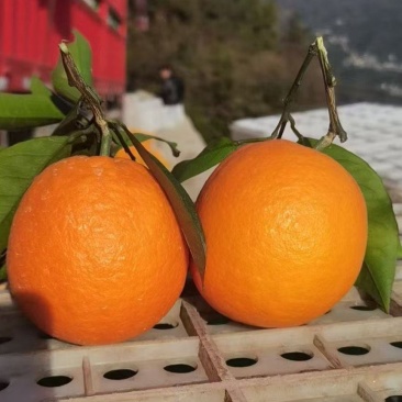 伦晚脐橙湖北脐橙大量现货供应，规格齐全，价格可谈欢迎电联