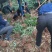 大量出售华重楼块茎种苗品种好产量高可按斤卖