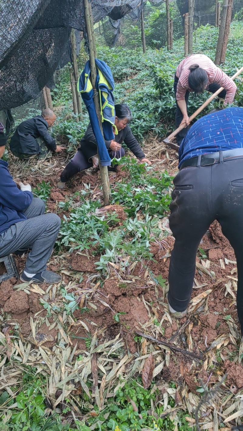 大量出售华重楼块茎种苗品种好产量高可按斤卖
