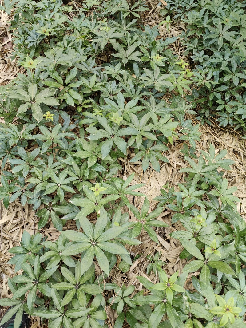 大量出售华重楼块茎种苗品种好产量高可按斤卖