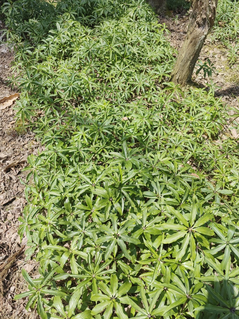 大量出售华重楼块茎种苗品种好产量高可按斤卖
