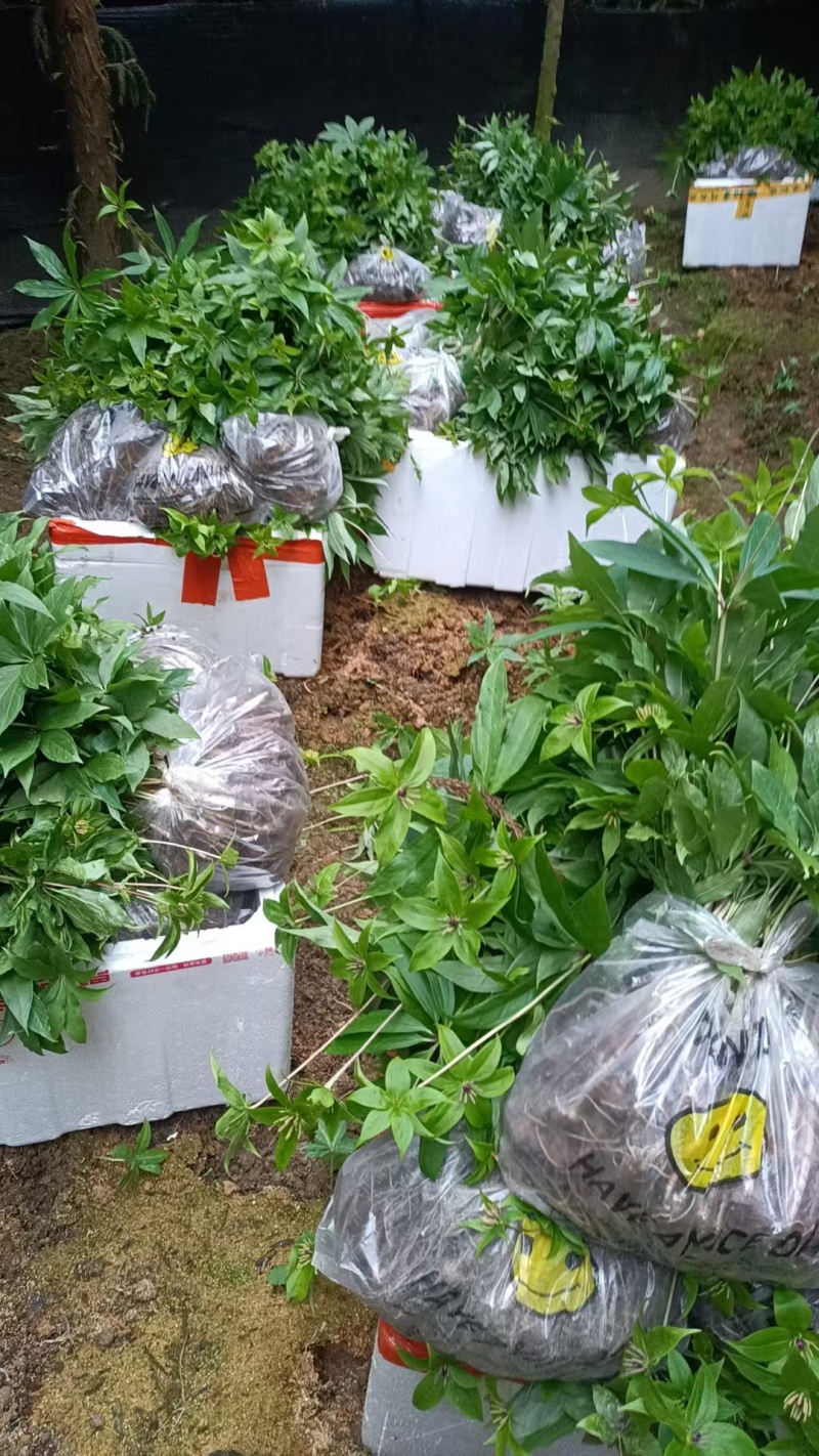 大量出售华重楼块茎种苗品种好产量高可按斤卖