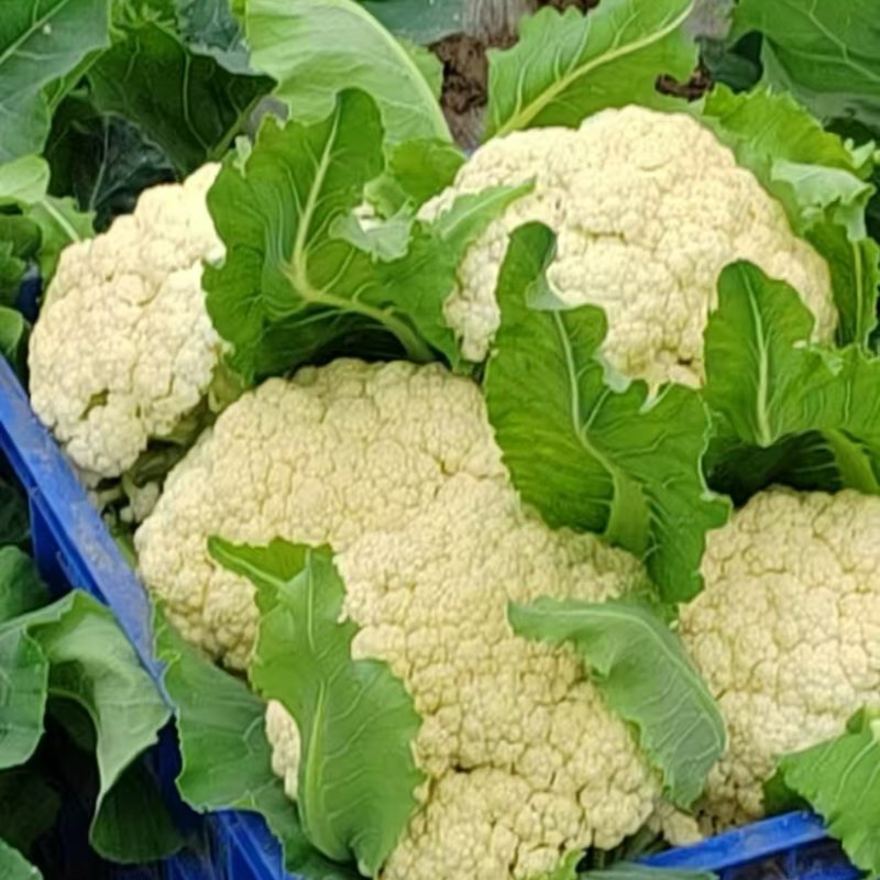 精品花菜