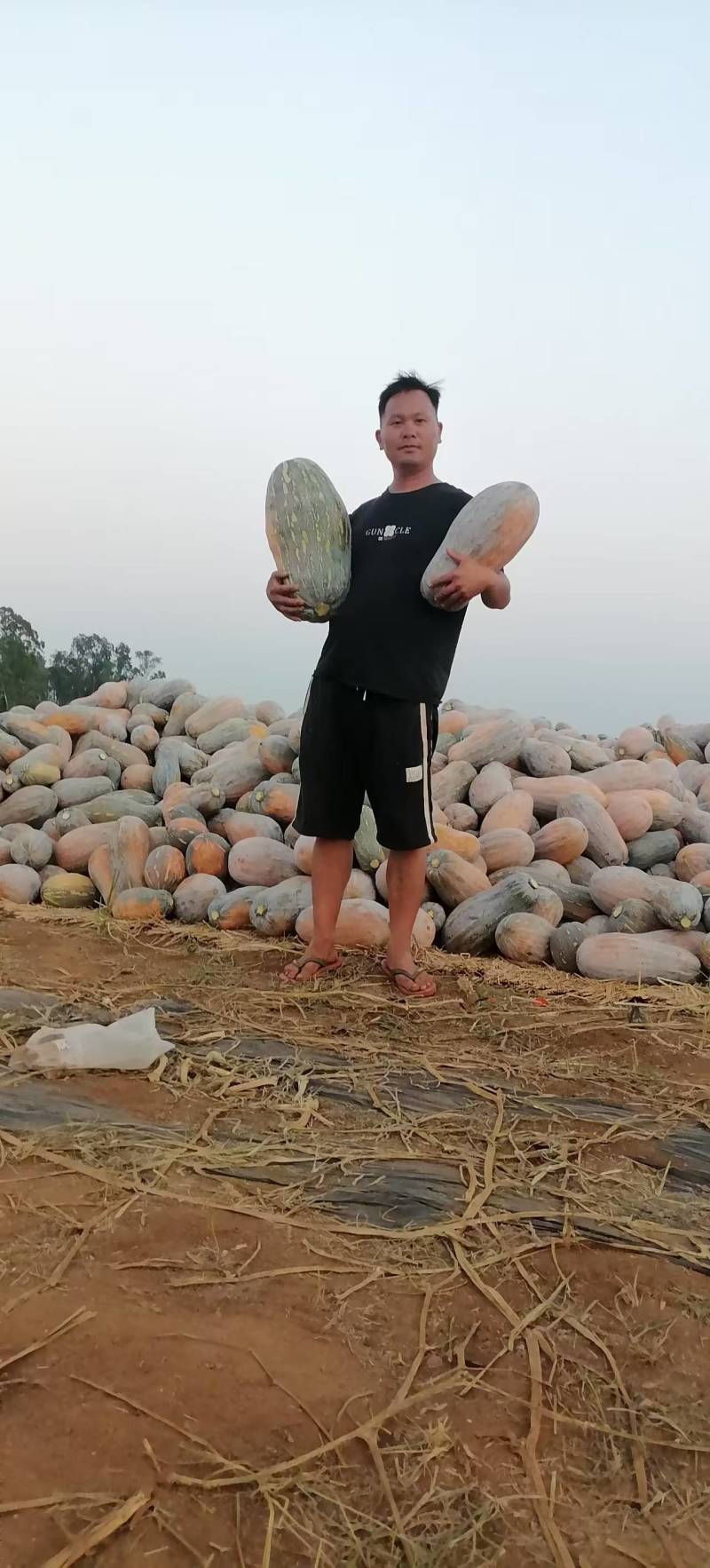 金船品种大南瓜欢迎来采购