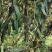 自家种的七年金果榄现挖现卖诚信经营欢迎选购