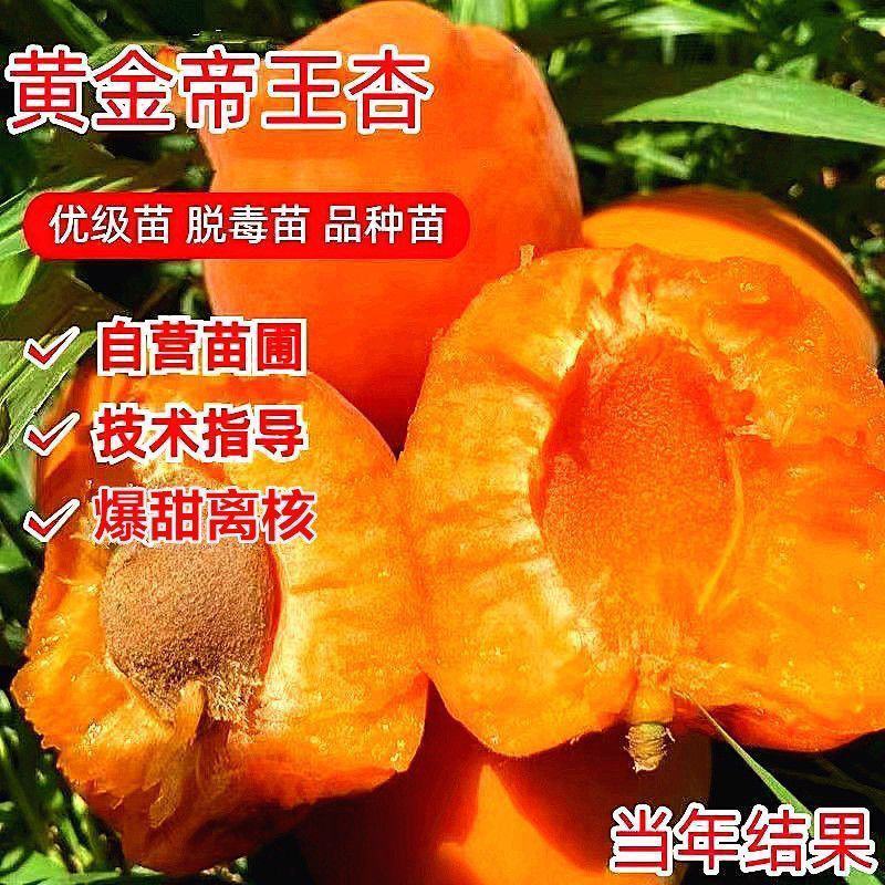 黄金帝王杏树苗，包品质包邮，产量高，个头大甜