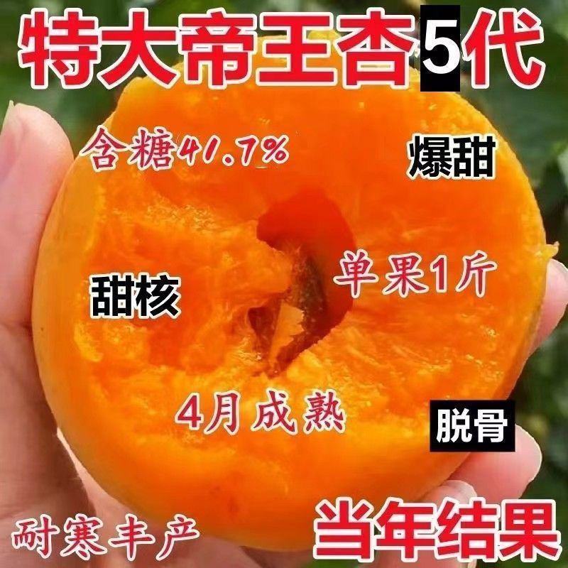 黄金帝王杏树苗，包品质包邮，产量高，个头大甜