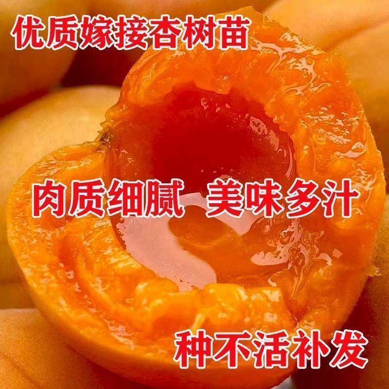 黄金帝王杏树苗，包品质包邮，产量高，个头大甜