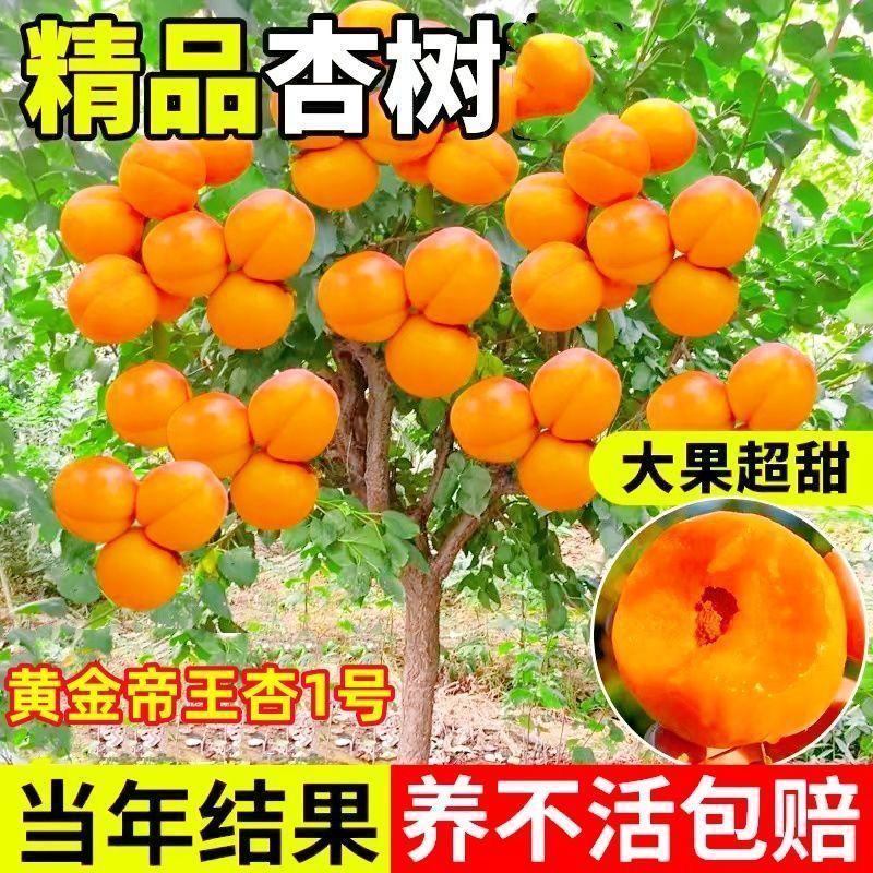 黄金帝王杏树苗，包品质包邮，产量高，个头大甜