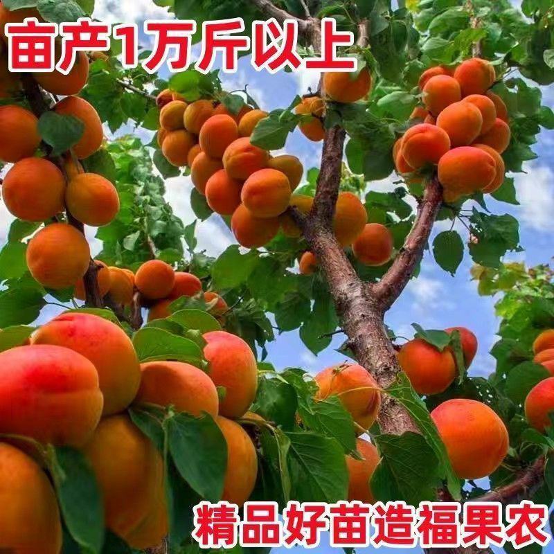 黄金帝王杏树苗，包品质包邮，产量高，个头大甜