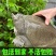 安徽八里河生态甲鱼