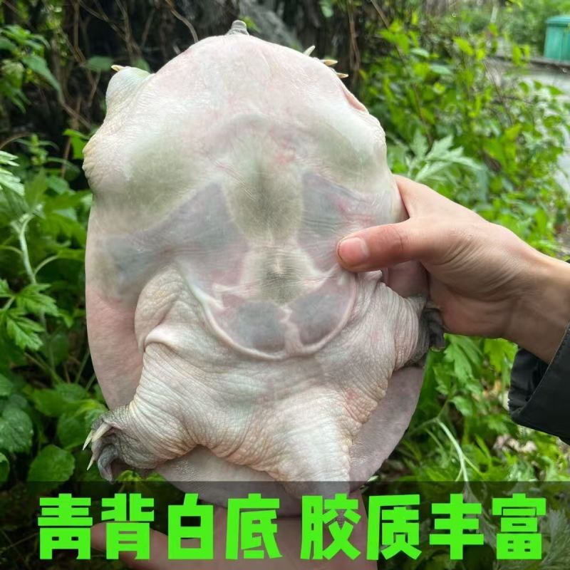 安徽八里河生态甲鱼