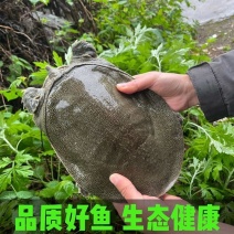 安徽八里河生态养殖甲鱼
