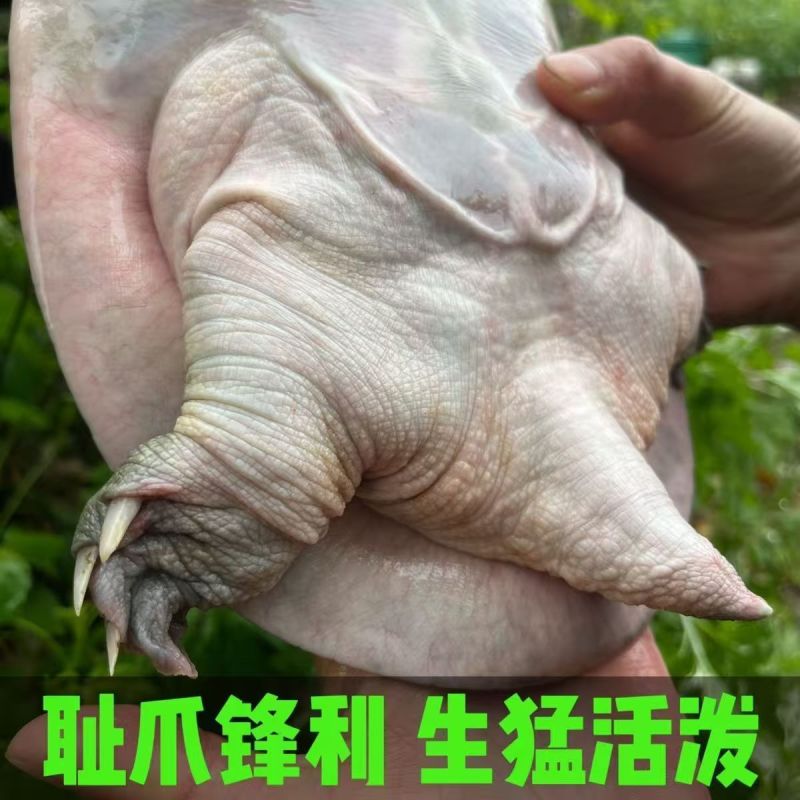 安徽八里河生态养殖甲鱼