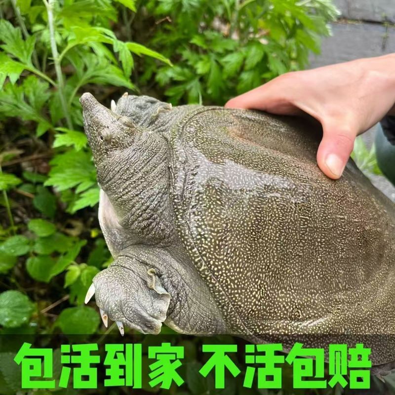 安徽八里河生态养殖甲鱼