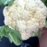 松花菜有机花菜菜花青梗白面松花菜无黑点大小朵都有按需分拣