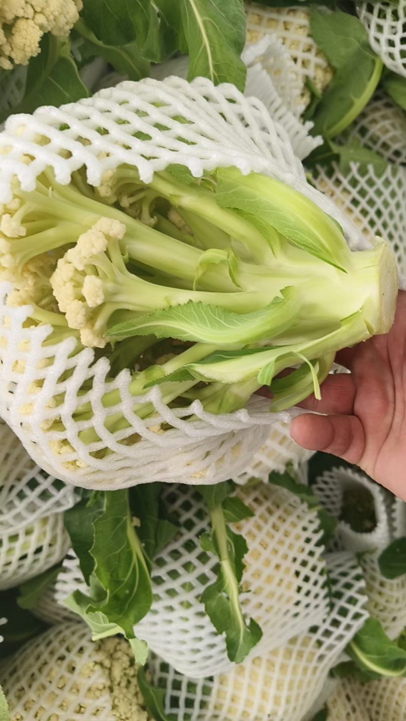 松花菜有机花菜菜花青梗白面松花菜无黑点大小朵都有按需分拣