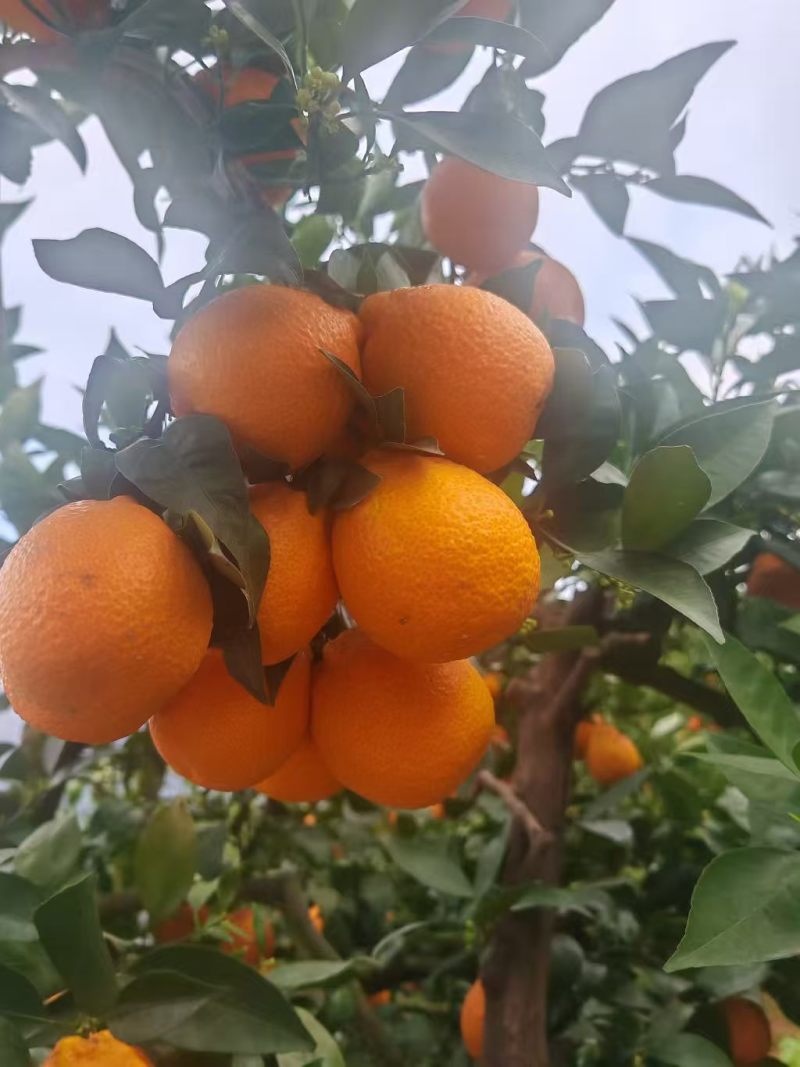 汉源黄果柑大量上市了，又需要的联系我谢谢！