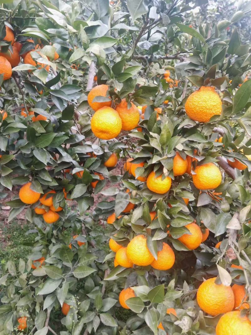 汉源黄果柑大量上市了，又需要的联系我谢谢！