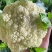 松花菜有机花菜菜花青梗白面松花菜无黑点大小朵都有按需分拣