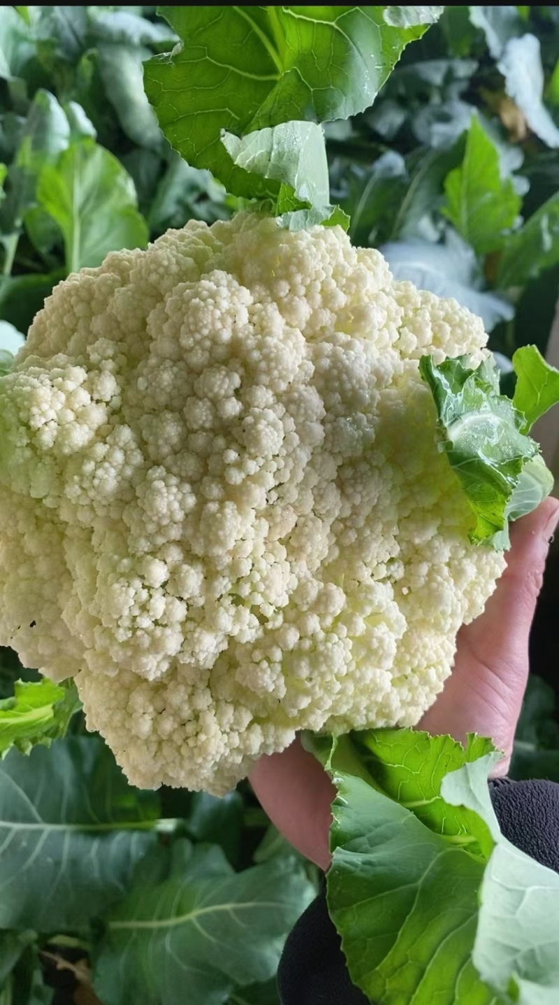 松花菜有机花菜菜花青梗白面松花菜无黑点大小朵都有按需分拣