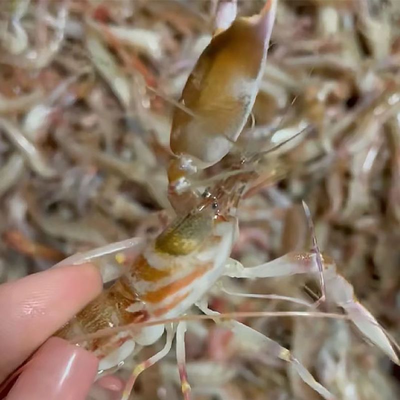 夹板虾嘎板虾小叮海里小龙虾北海码头直接电商平台团购家庭装