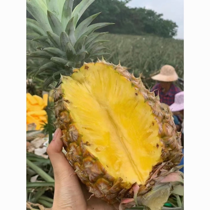 金钻凤梨，各大电商大佬，售后低保质量，利润高，爆单品。