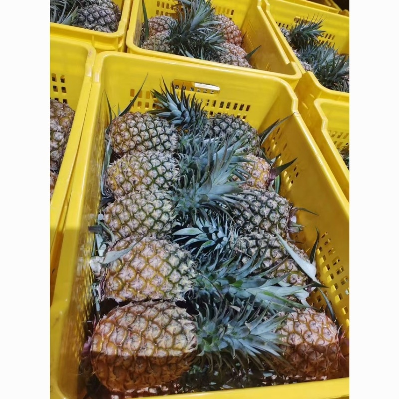 金钻凤梨，各大电商大佬，售后低保质量，利润高，爆单品。
