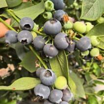 精品蓝莓云南蓝莓L25蓝莓大量供应新鲜采摘货源充足