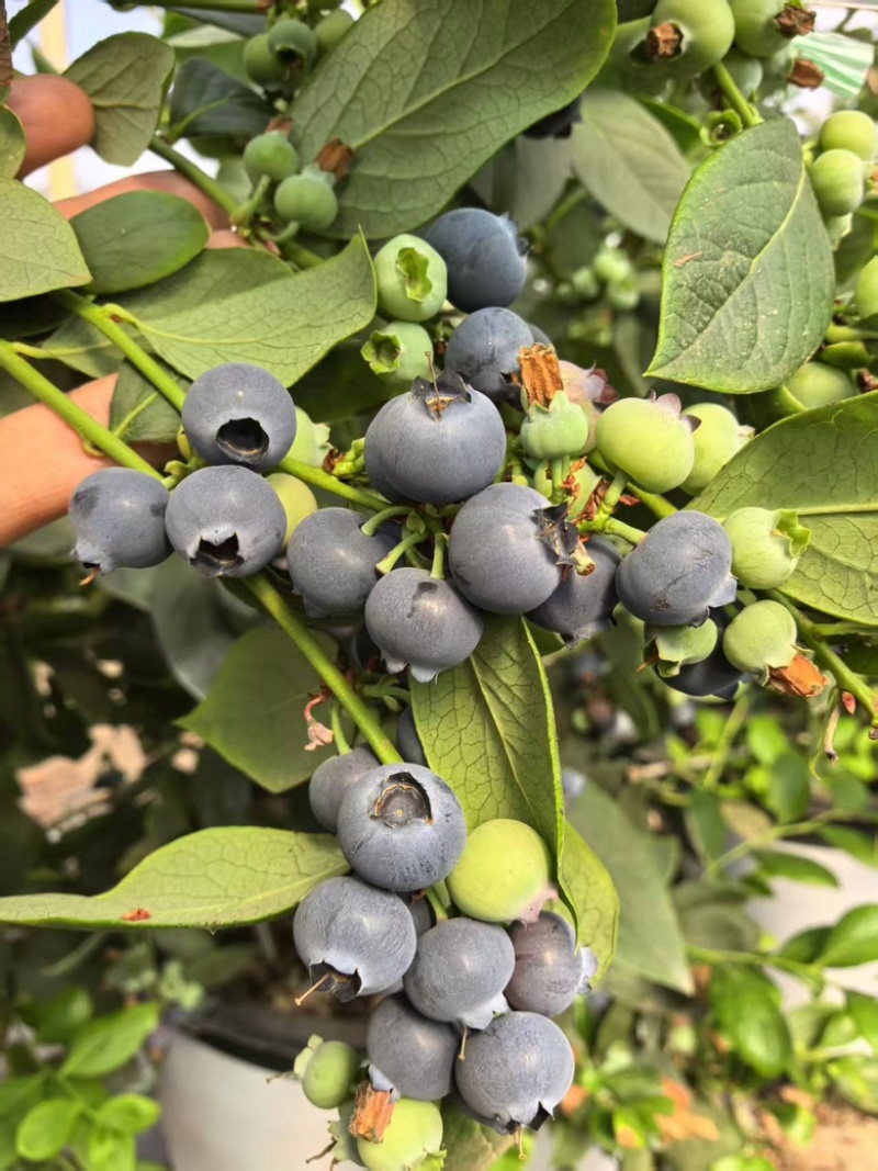 精品蓝莓云南蓝莓L25蓝莓大量供应新鲜采摘货源充足