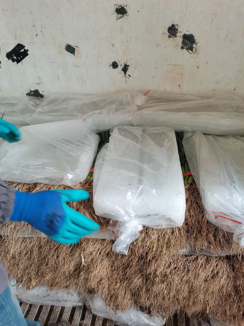 河南内黄精品水洗红根蒜苗，专业团队提供一条龙服务