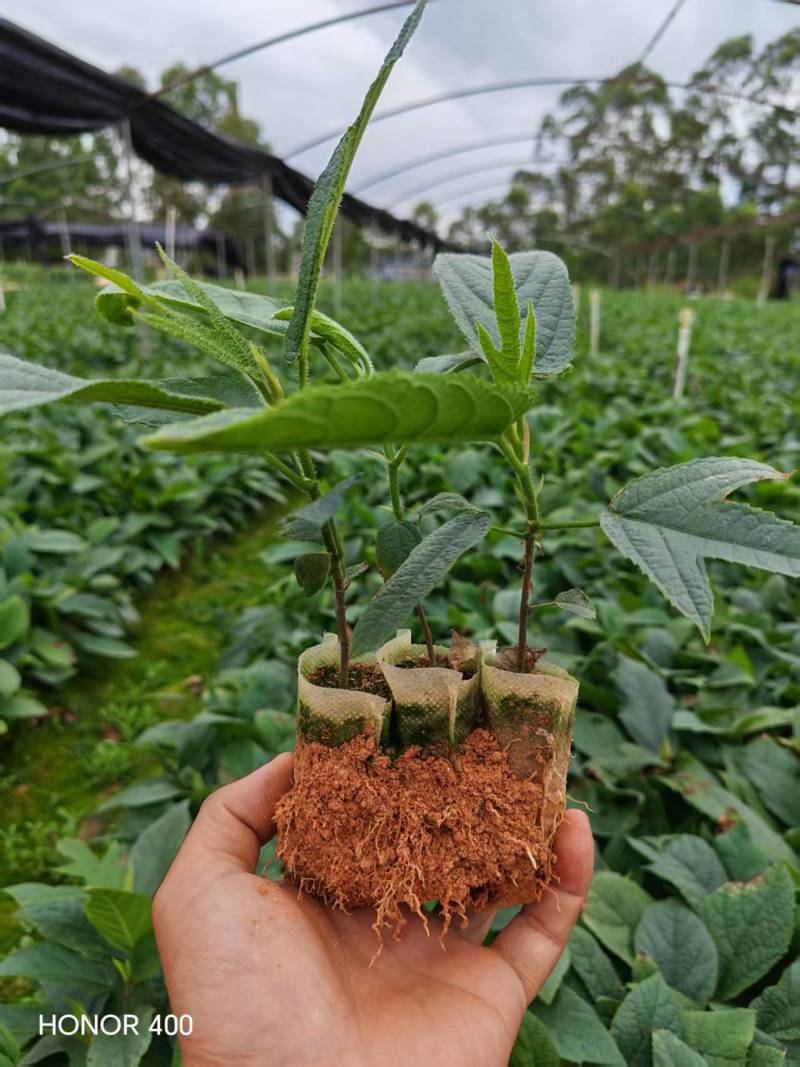 优质五指毛桃种苗，根系发达，成活率高，产地直供量大优惠