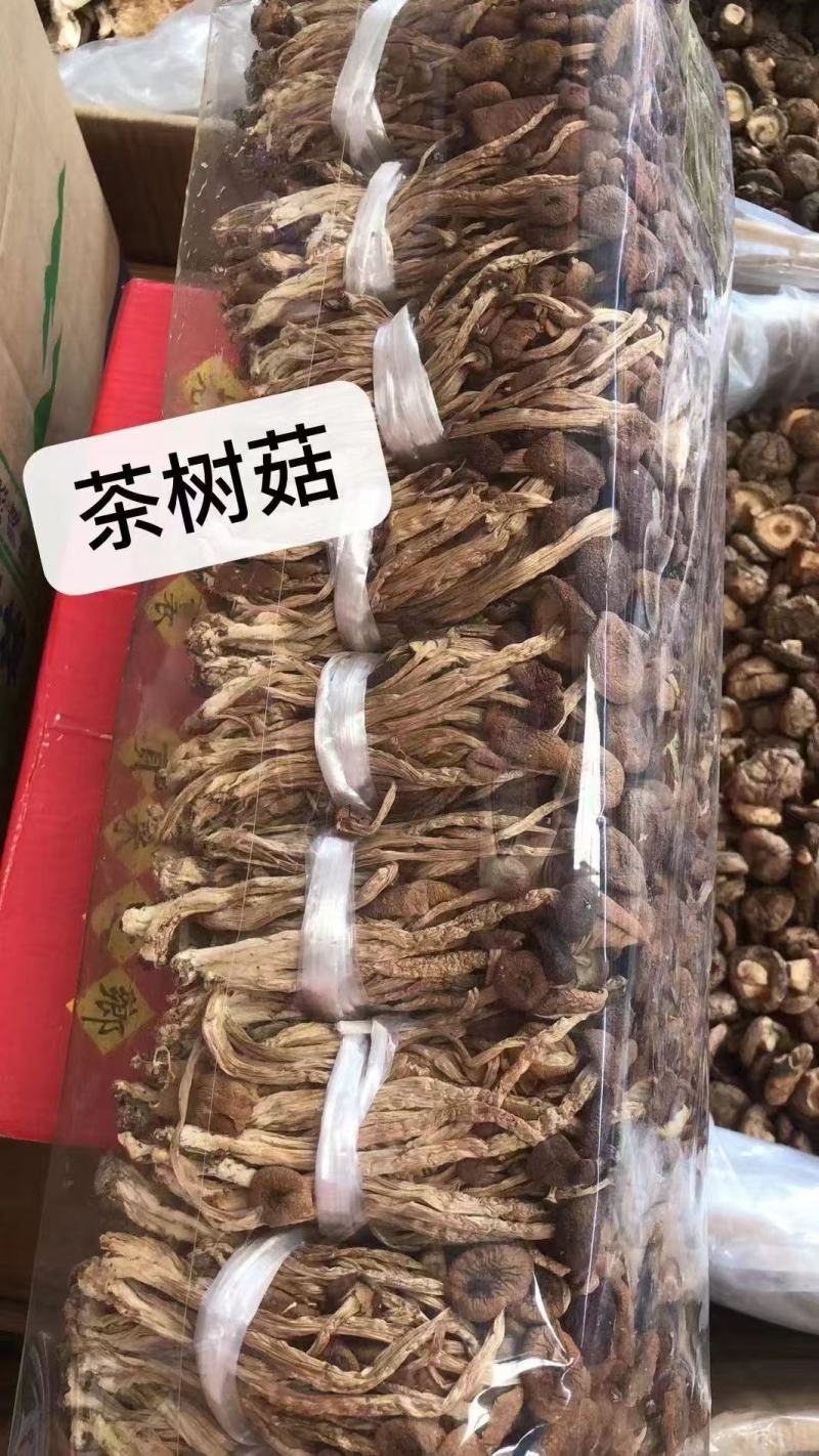 江西广昌精选扎把茶树菇品质保证一手货源诚信经营
