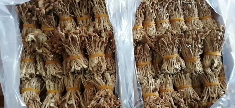 江西广昌精选扎把茶树菇品质保证一手货源诚信经营