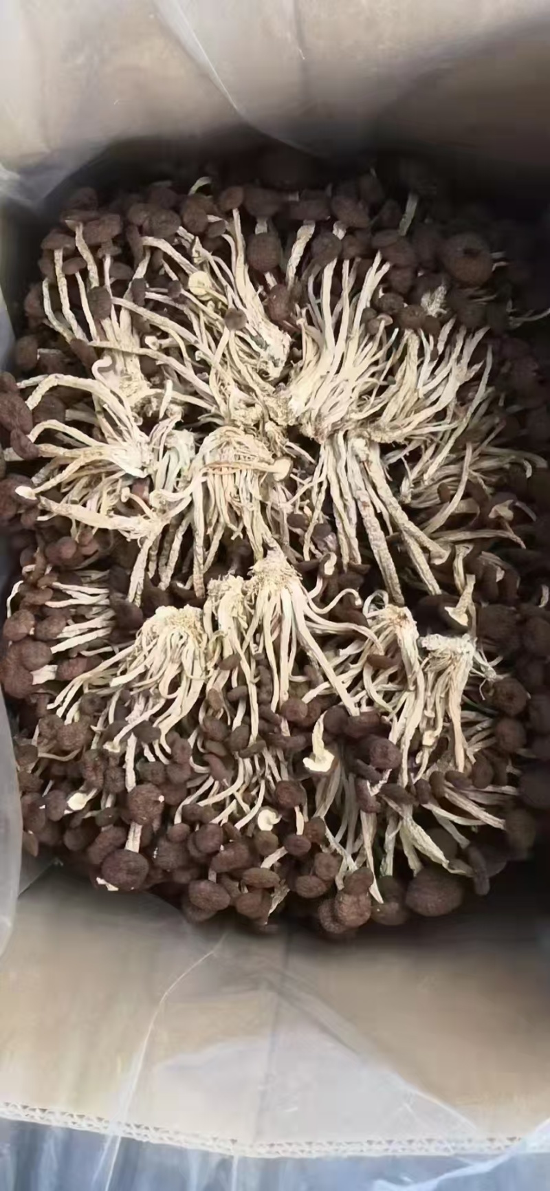 江西广昌精选扎把茶树菇品质保证一手货源诚信经营