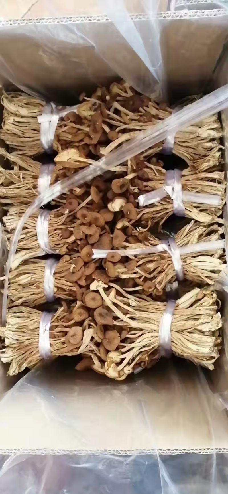 江西广昌精选扎把茶树菇品质保证一手货源诚信经营