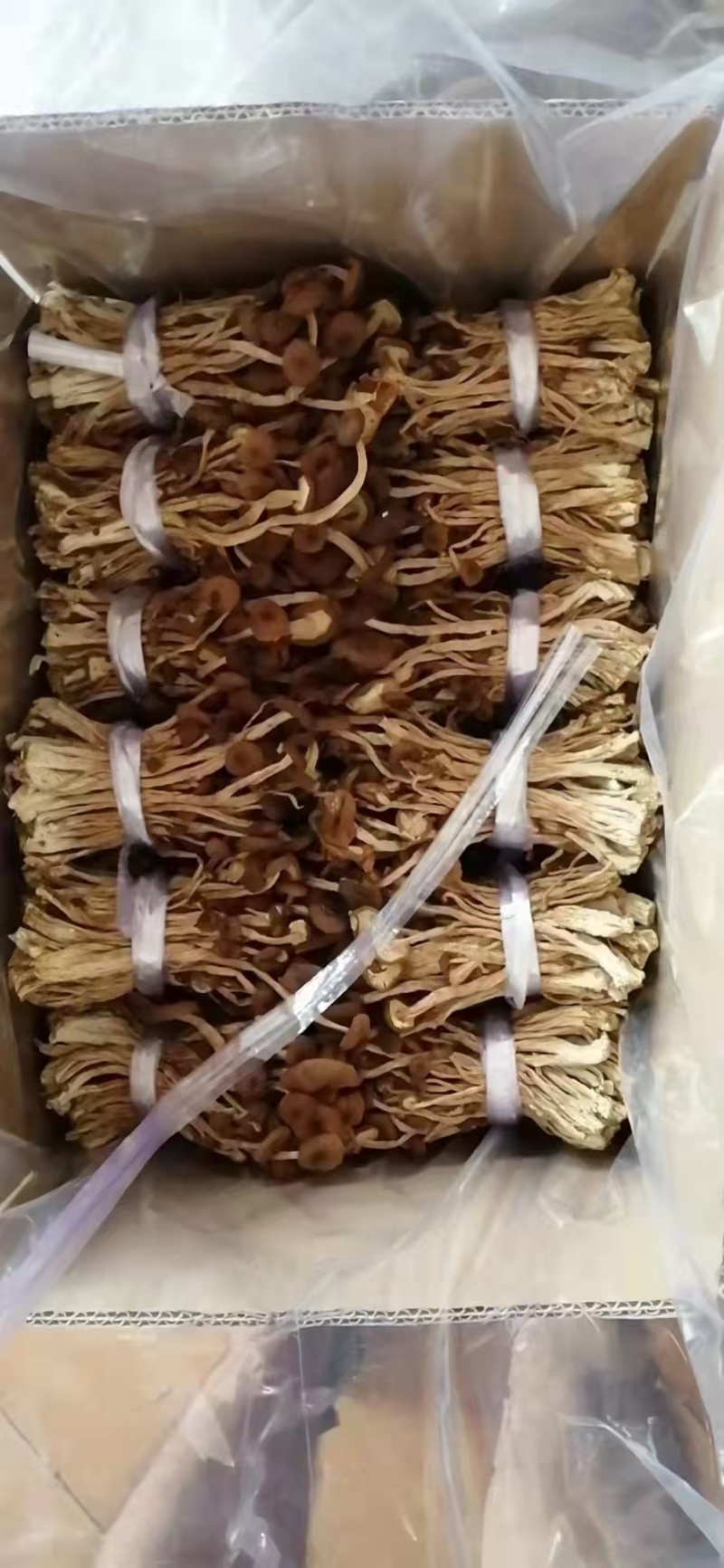 江西广昌精选扎把茶树菇品质保证一手货源诚信经营