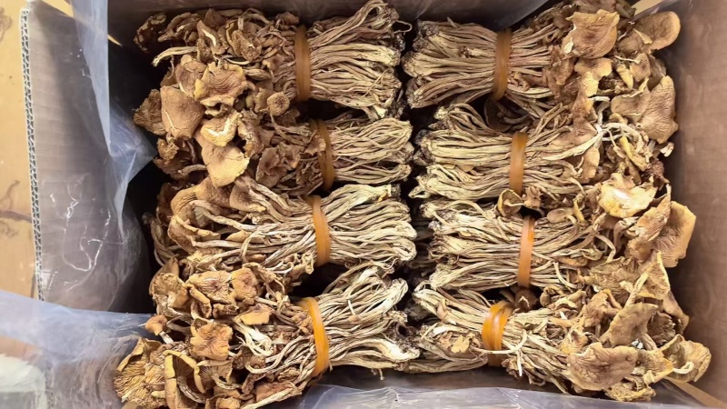 江西广昌精选扎把茶树菇品质保证一手货源诚信经营