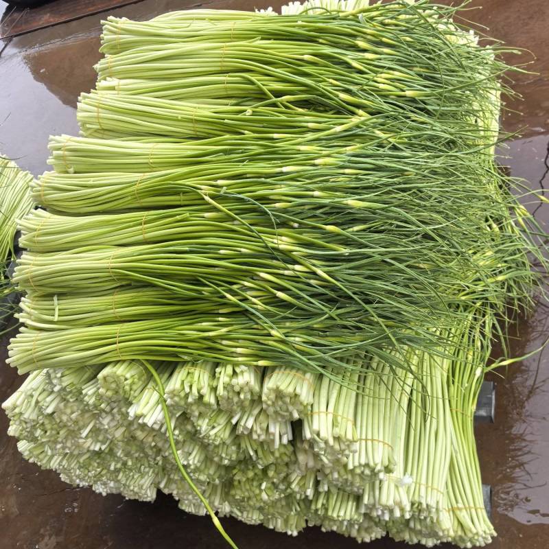 蒜苔上市，白帽蒜苔，蒜苔大量供应，全国供应