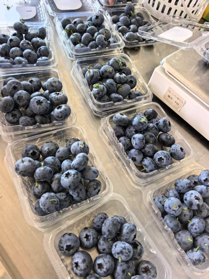 云南产地大量供应蓝莓L25货源充足，新建采摘规格