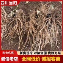高海拔当归日本当归鲜当归甜当归鲜货大量出售