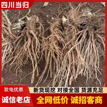 高海拔当归日本当归鲜当归甜当归鲜货大量出售