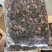 金线莲干品